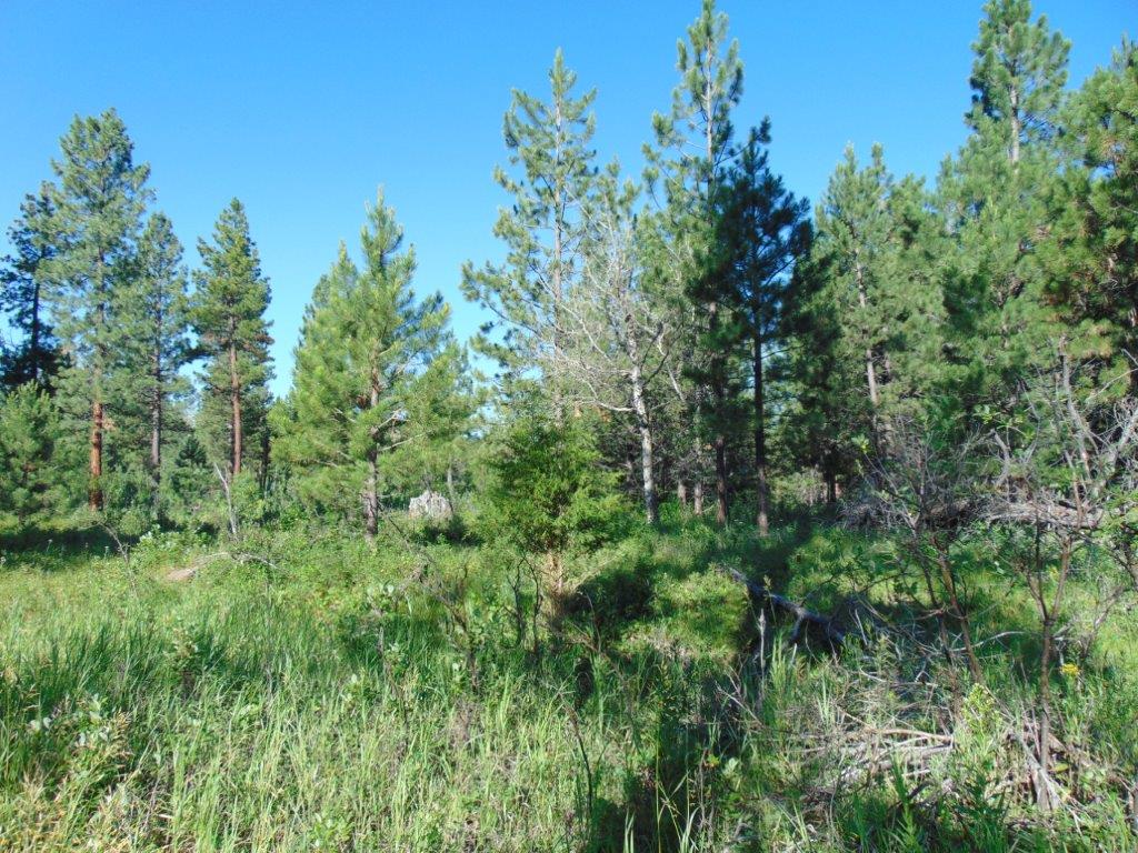 4615 Abe Lincoln Road Lincoln, MT 59639 - Photo 34 of 92 Gallery Image 34