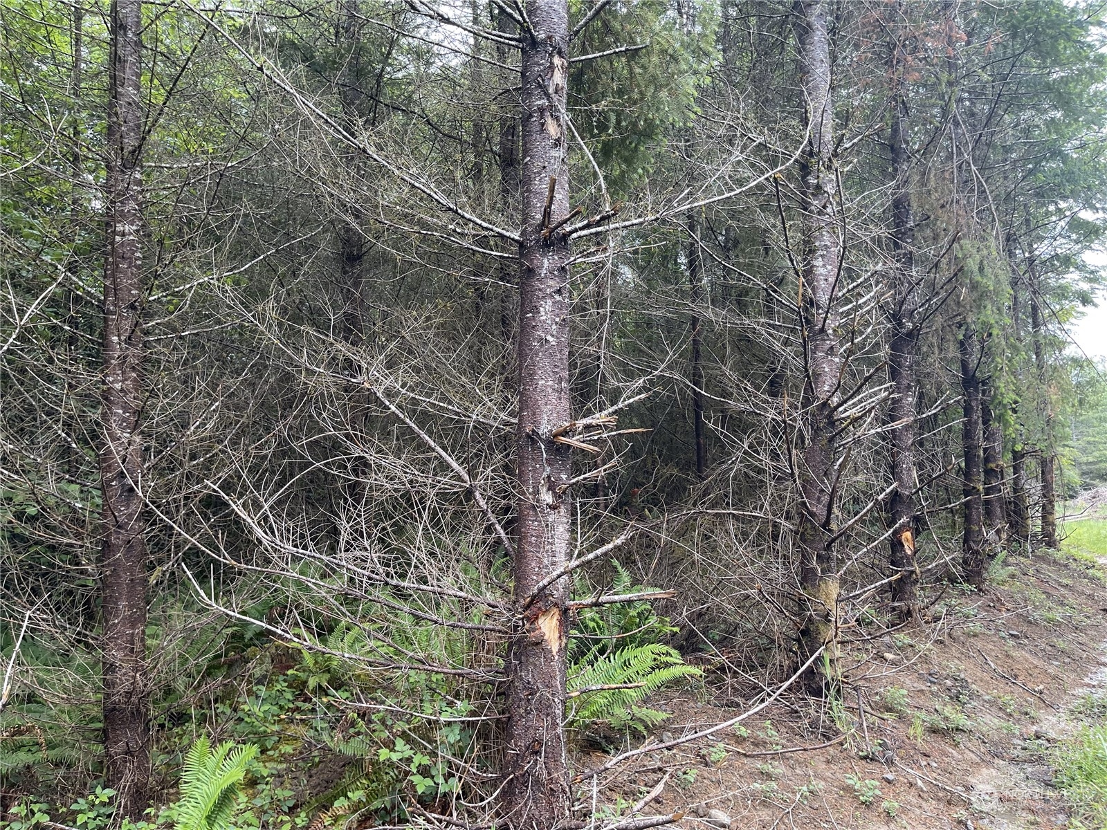 3-xx Centralia Alpha Road Chehalis, WA 98532 - Photo 4 of 5