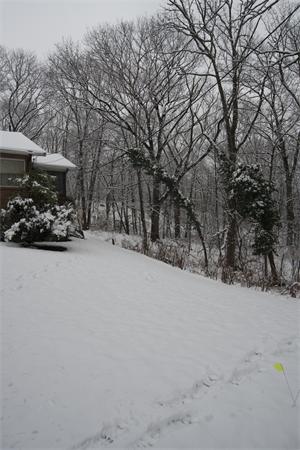 114 Leland Road Boston, MA 02467 - Photo 8 of 22 a view of outdoor space and covered with tall trees