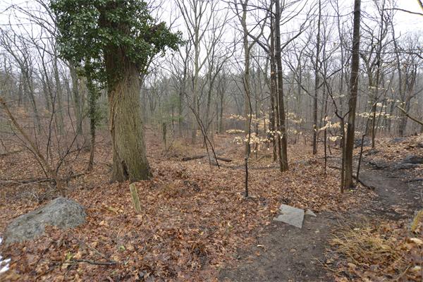 114 Leland Road Boston, MA 02467 - Photo 9 of 22 a view of outdoor space with lots of trees