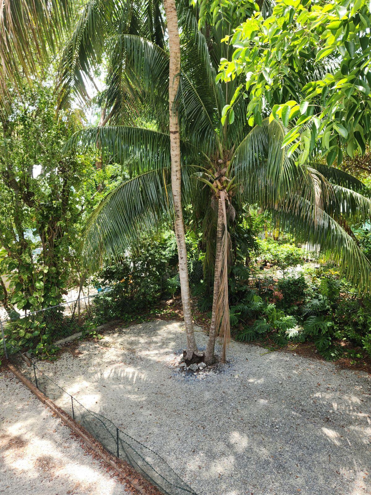757 Musa Drive Key Largo, FL 33037 - Photo 14 of 20 a view of a tree in a yard