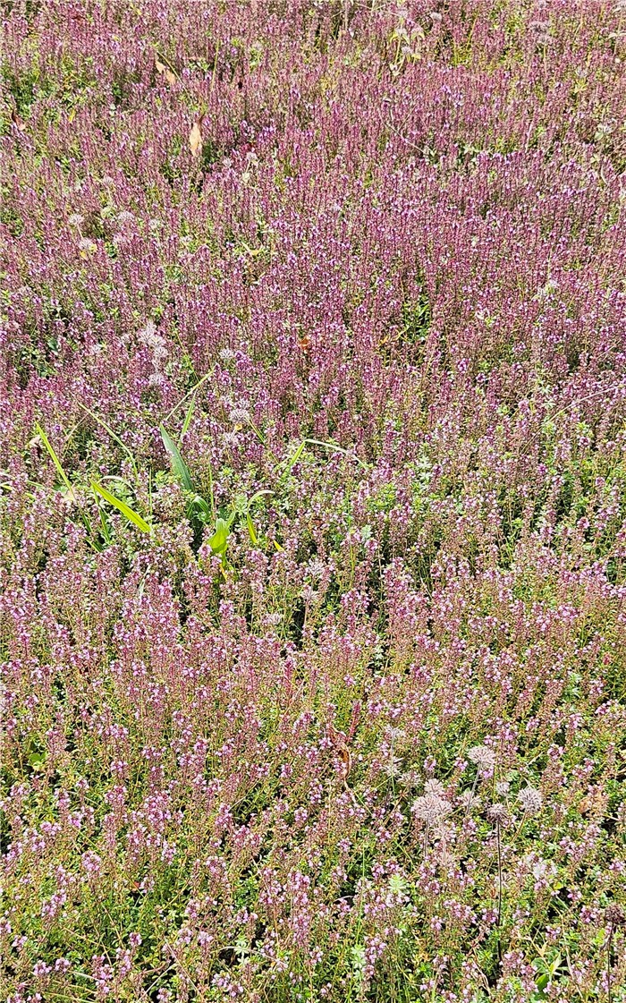 41 County Route Pulaski, NY 13142 - Photo 5 of 15 Fields of thyme