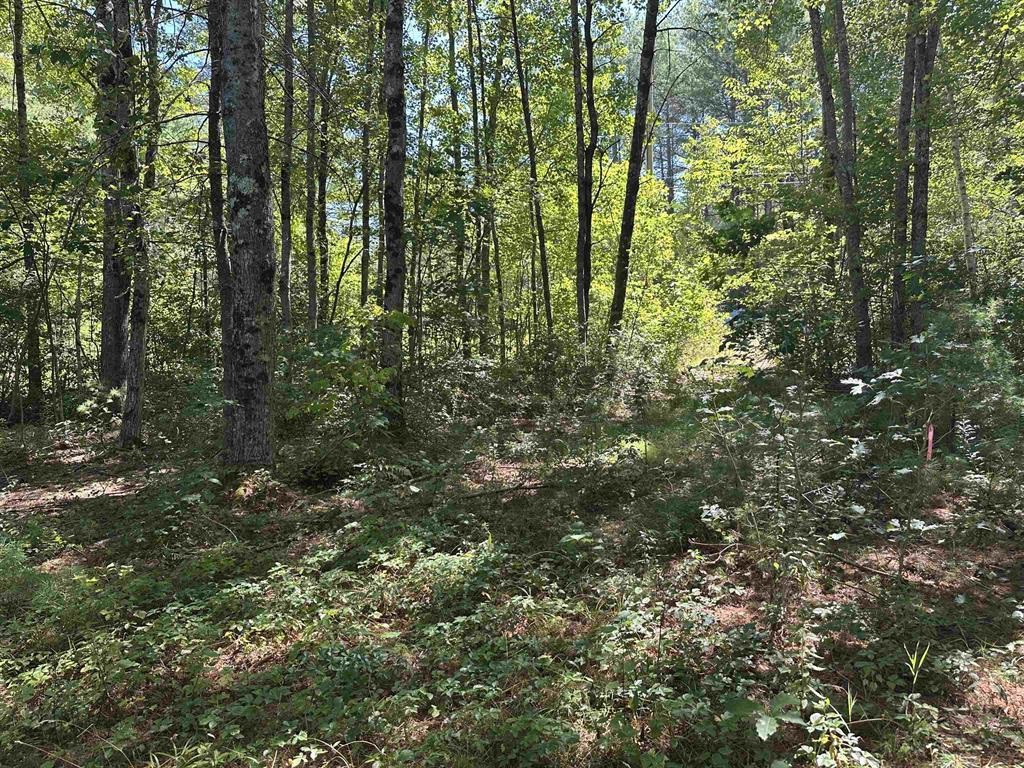 12 Baxter Place Alton, NH 03809 - Photo 13 of 15