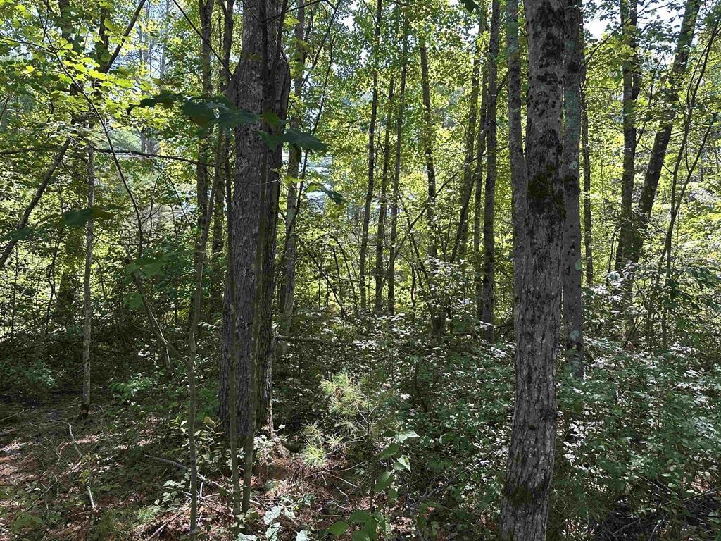 12 Baxter Place Alton, NH 03809 - Photo 14 of 15