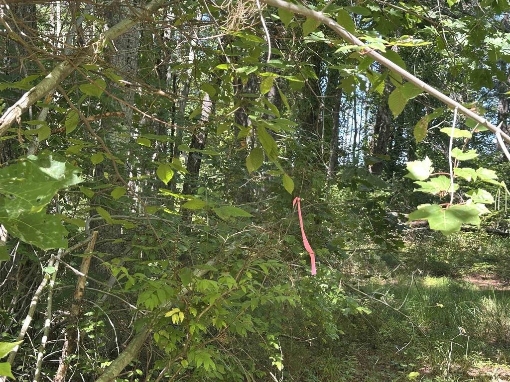 12 Baxter Place Alton, NH 03809 - Photo 15 of 15