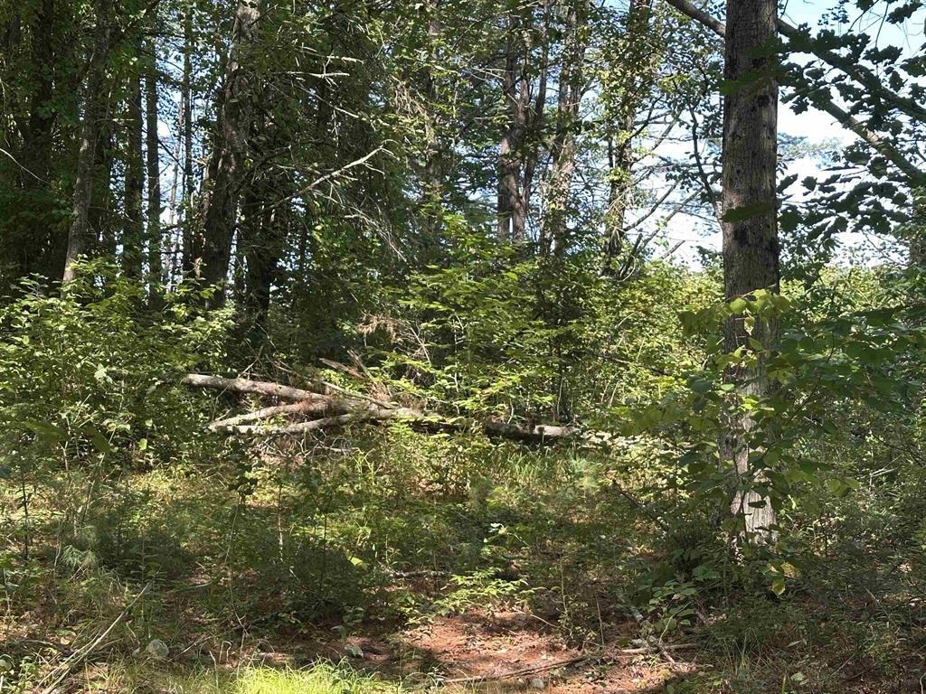 12 Baxter Place Alton, NH 03809 - Photo 7 of 15