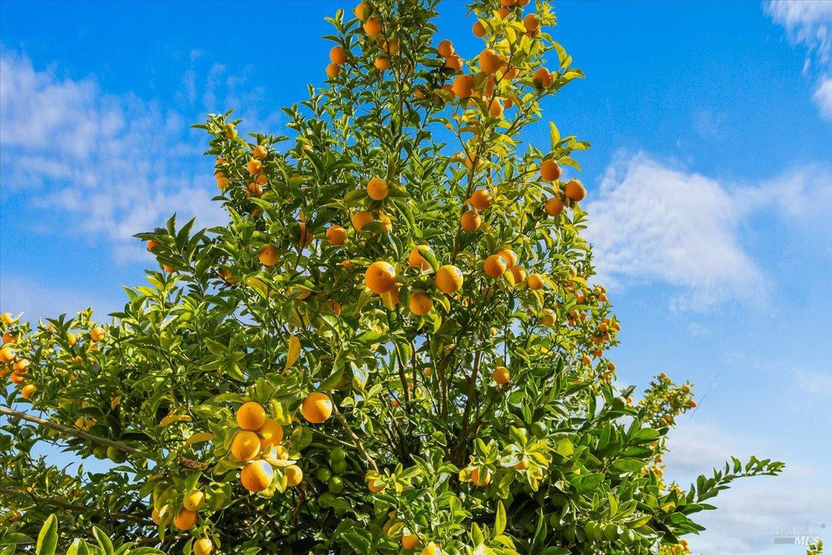 130 11th Street Santa Rosa, CA 95401 - Photo 41 of 50 a view of a plant