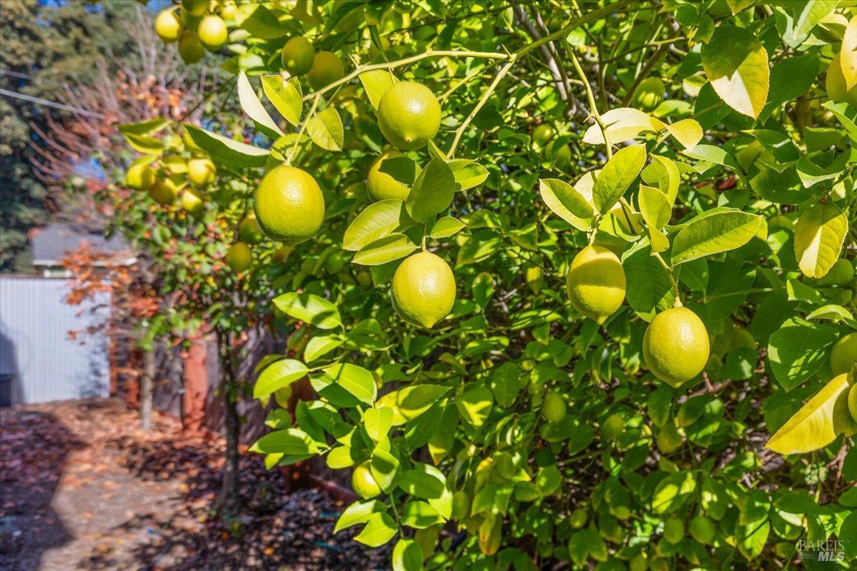130 11th Street Santa Rosa, CA 95401 - Photo 42 of 50 a view of a tree with a plant