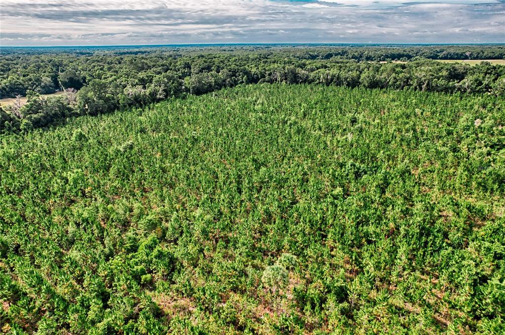 0 Southwest 120th Avenue Archer, FL 32618 - Photo 14 of 14 a view of a garden