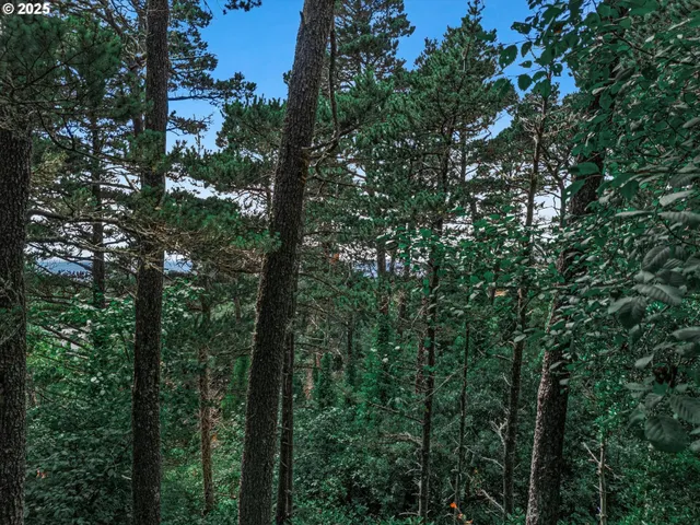 a view of a forest with trees in the background
