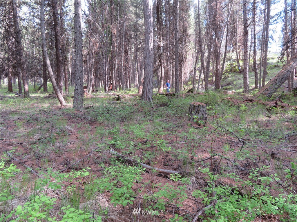 -tbd Willy's Gulch Road Curlew, WA 99118 - Photo 22 of 24 Gallery Image 22