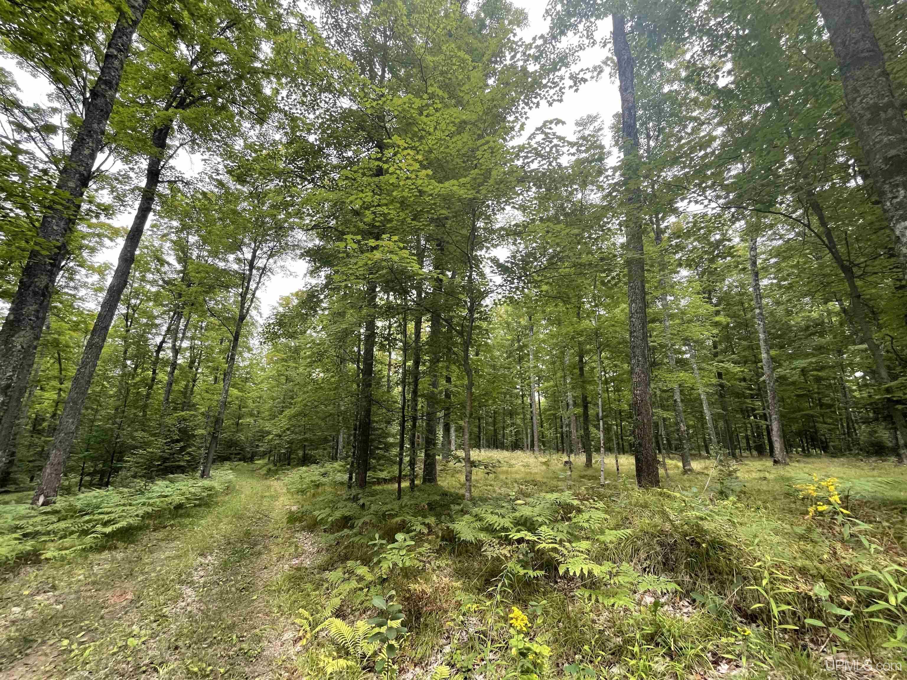 Tbd Tbd County Road, Unit 1 Cornell, MI 49818 - Photo 21 of 41