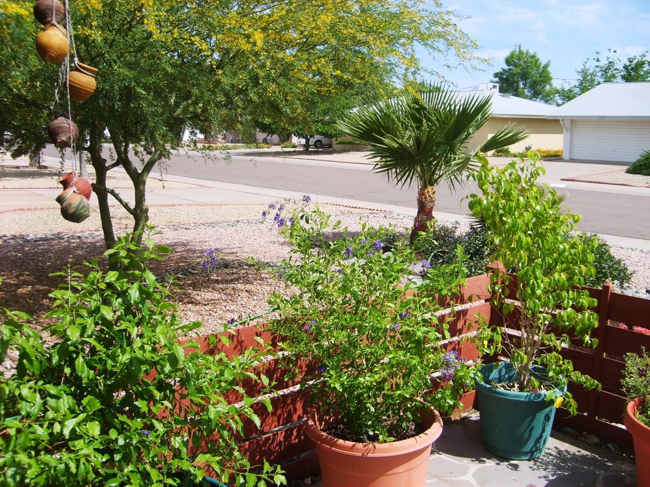 3140 West Redfield Road Phoenix, AZ 85053 - Photo 3 of 20 FRONT YARD