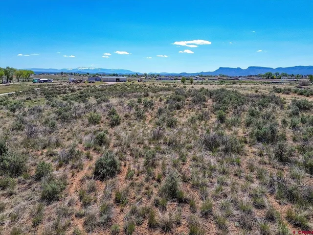 a view of a large trees with a city