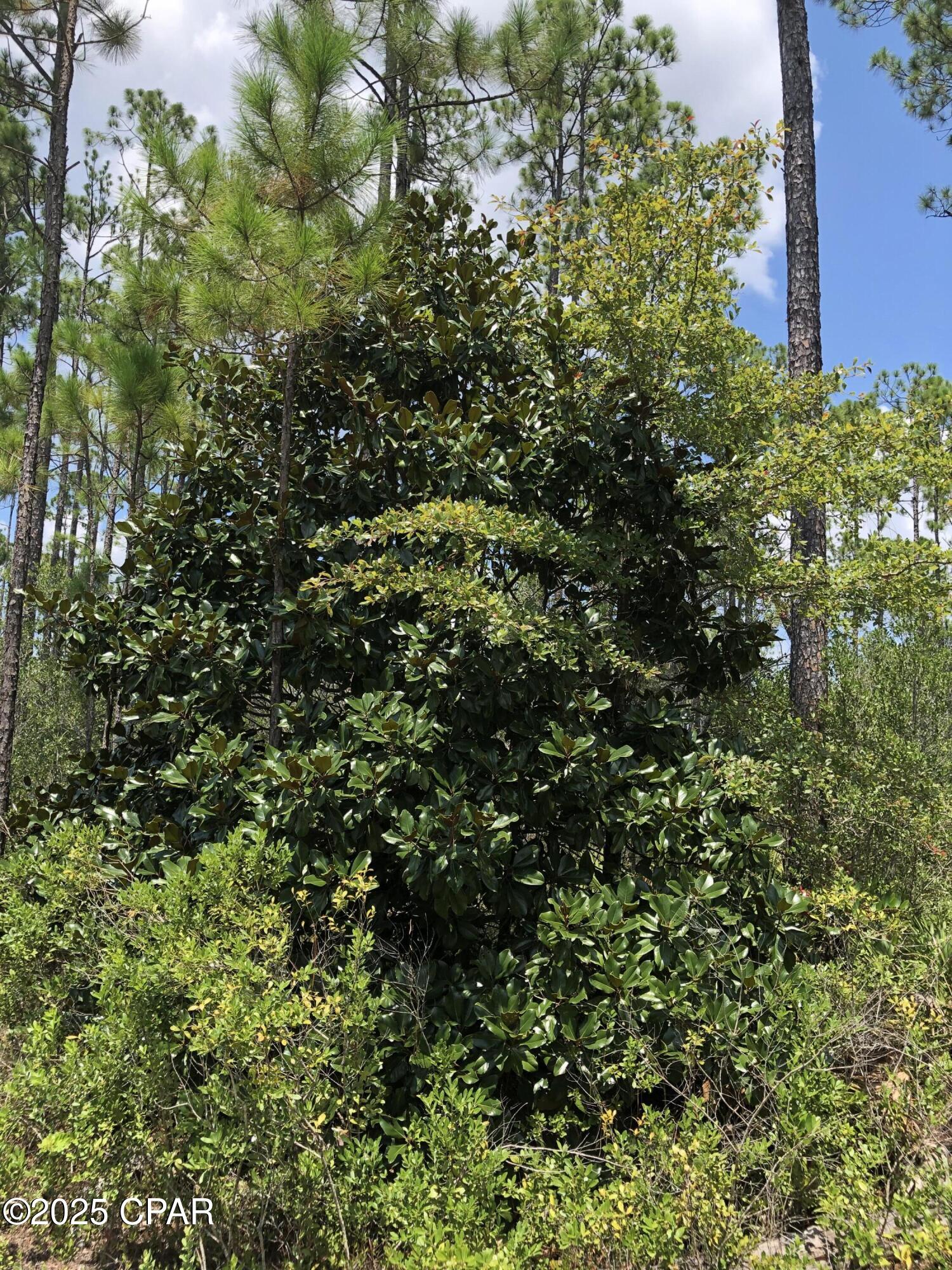 0 Timbercrest Road Fountain, FL 32438 - Photo 3 of 9