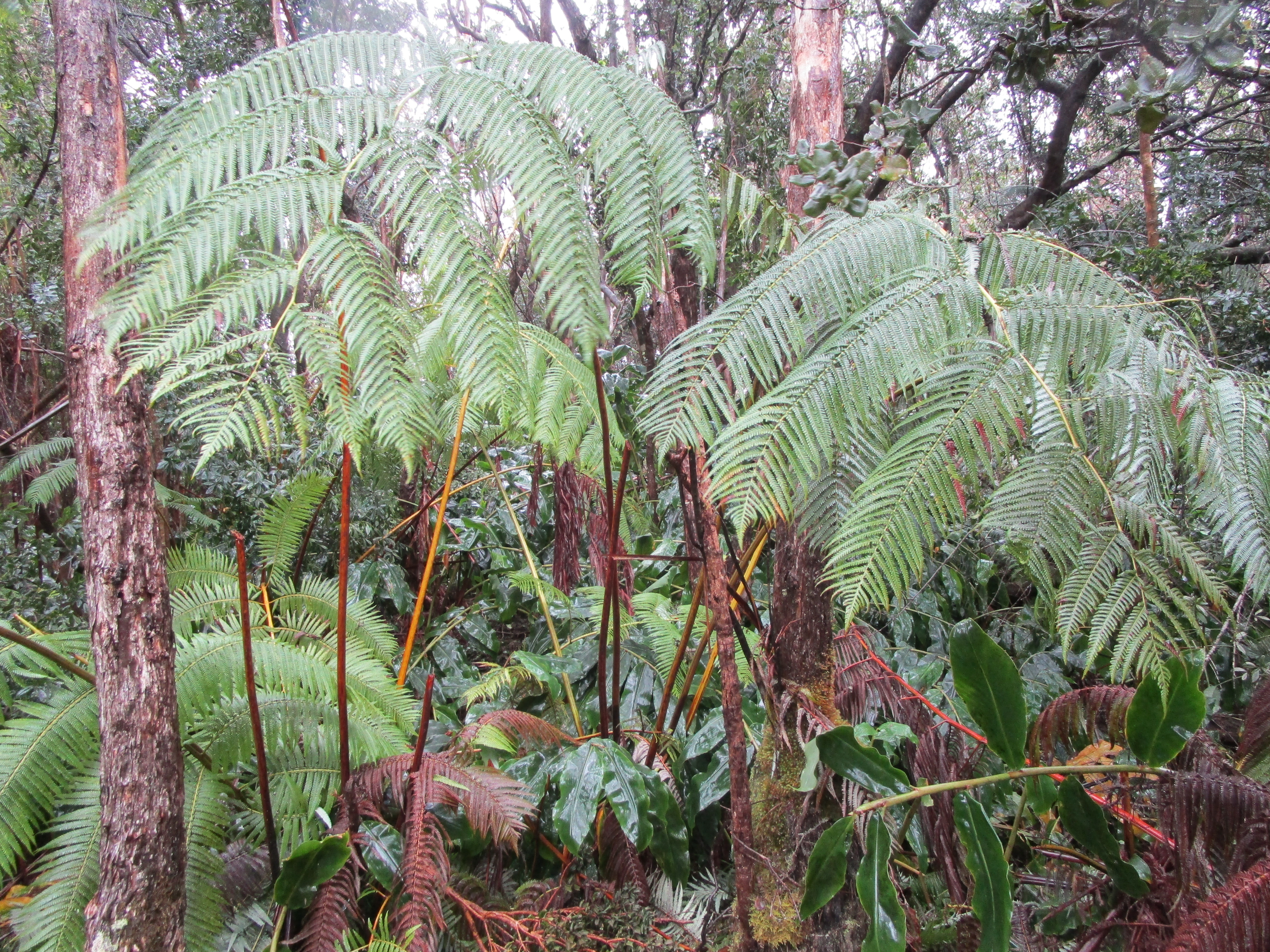 a picture of flowers