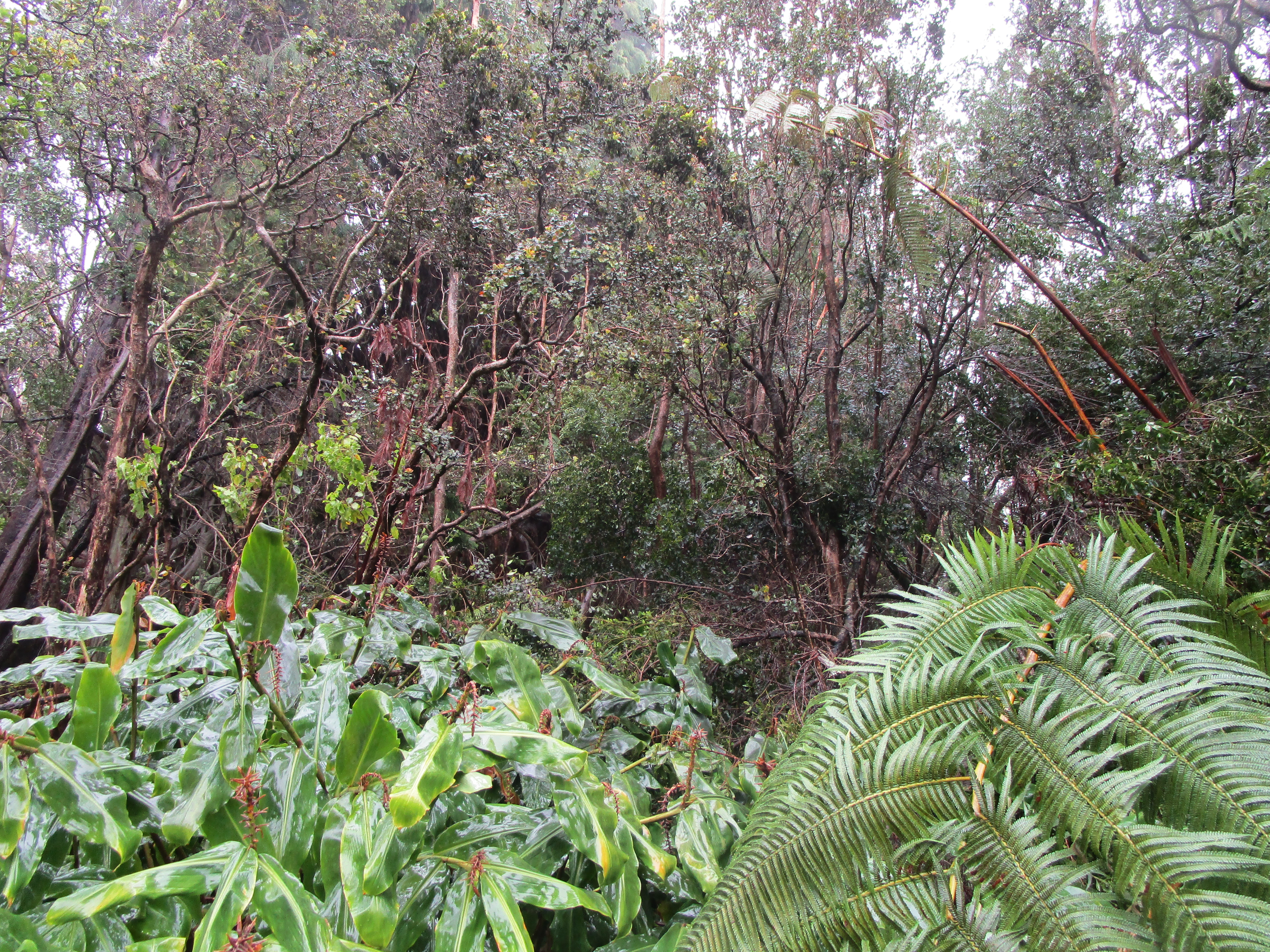 5 Lot Volcano, HI 96785 - Photo 2 of 5 a backyard of a house with lots of green space and a forest