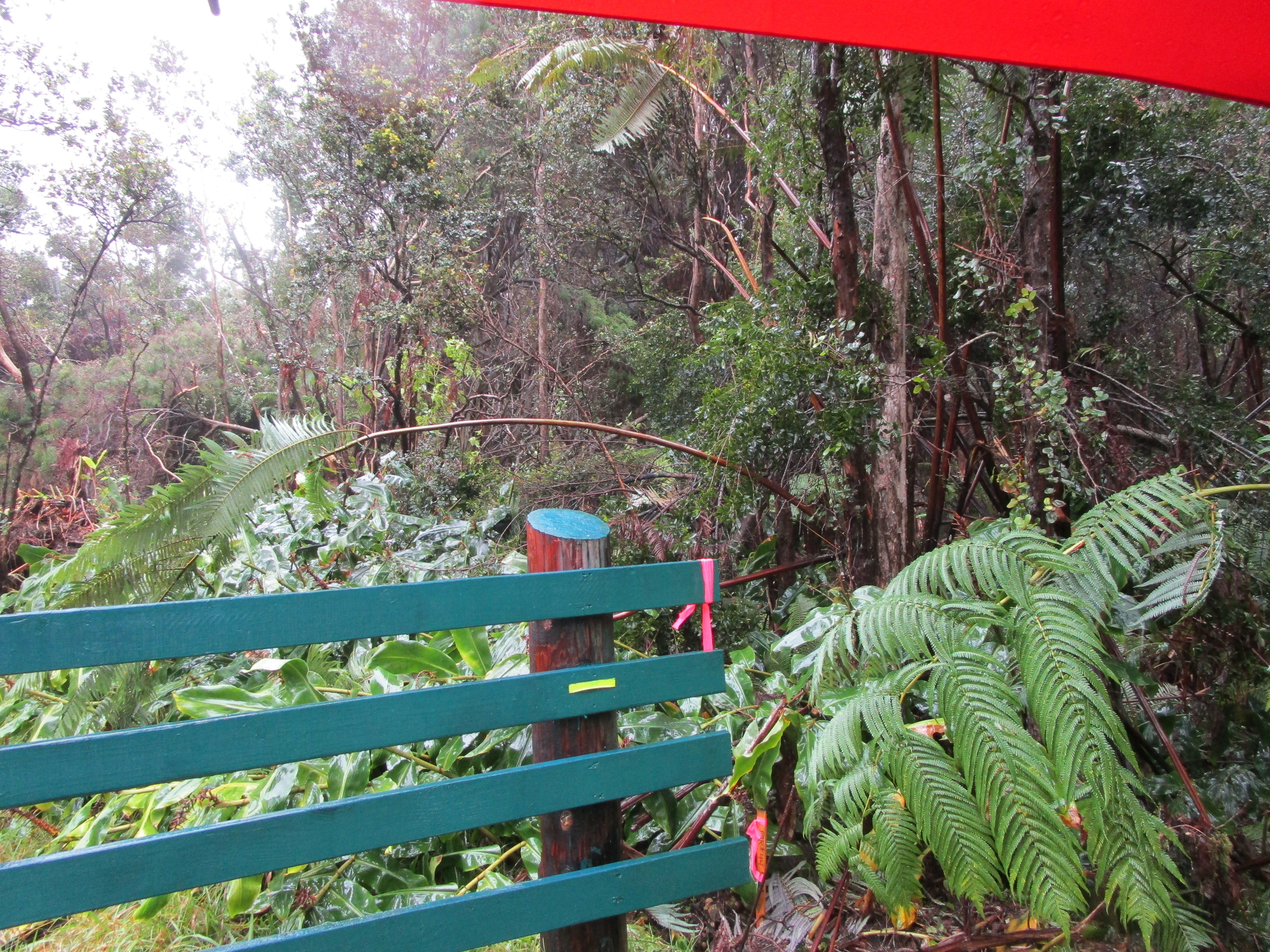 5 Lot Volcano, HI 96785 - Photo 3 of 5 a backyard of a house with lots of green space