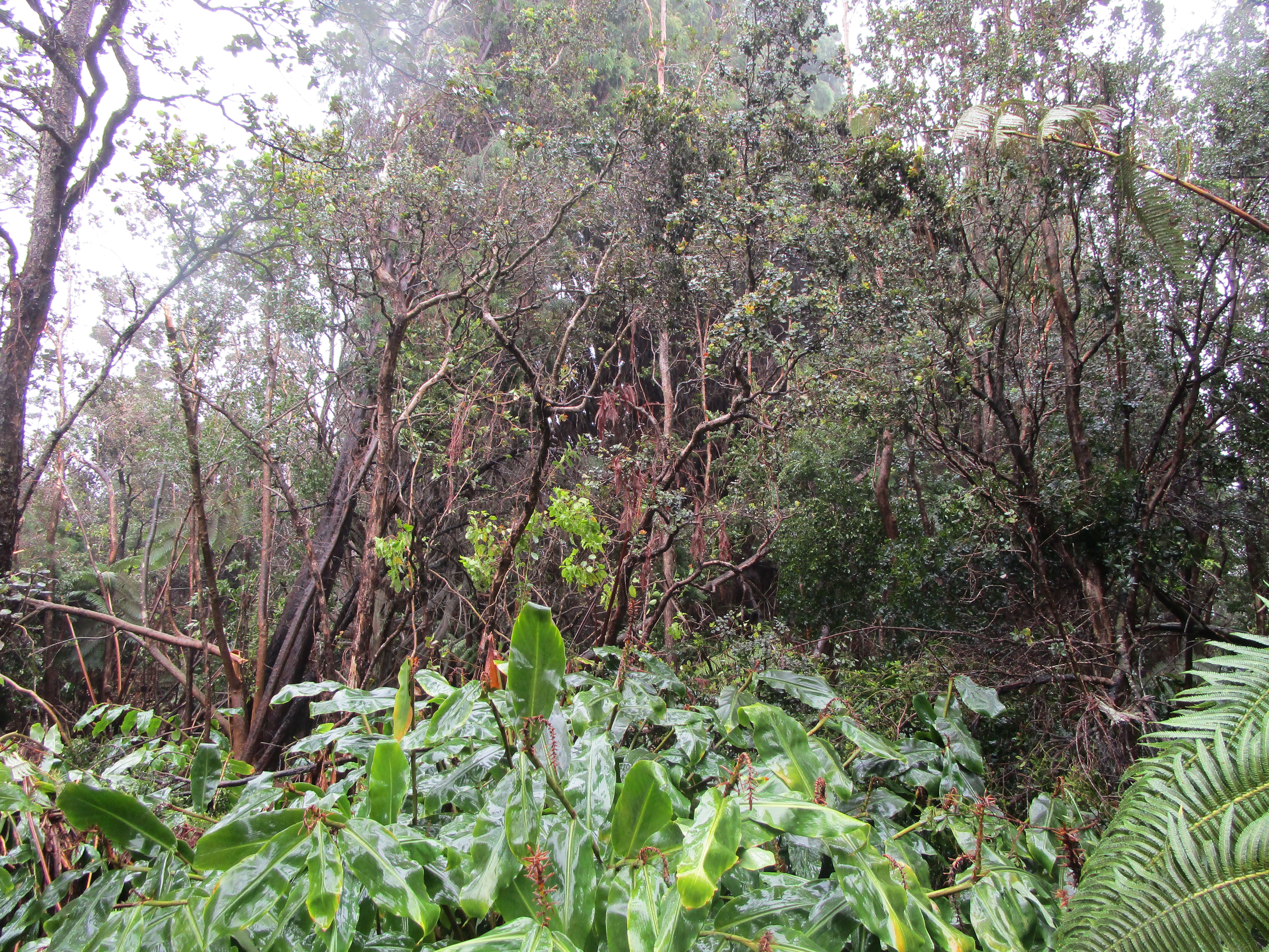 5 Lot Volcano, HI 96785 - Photo 4 of 5 a backyard of a house with lots of green space and a forest