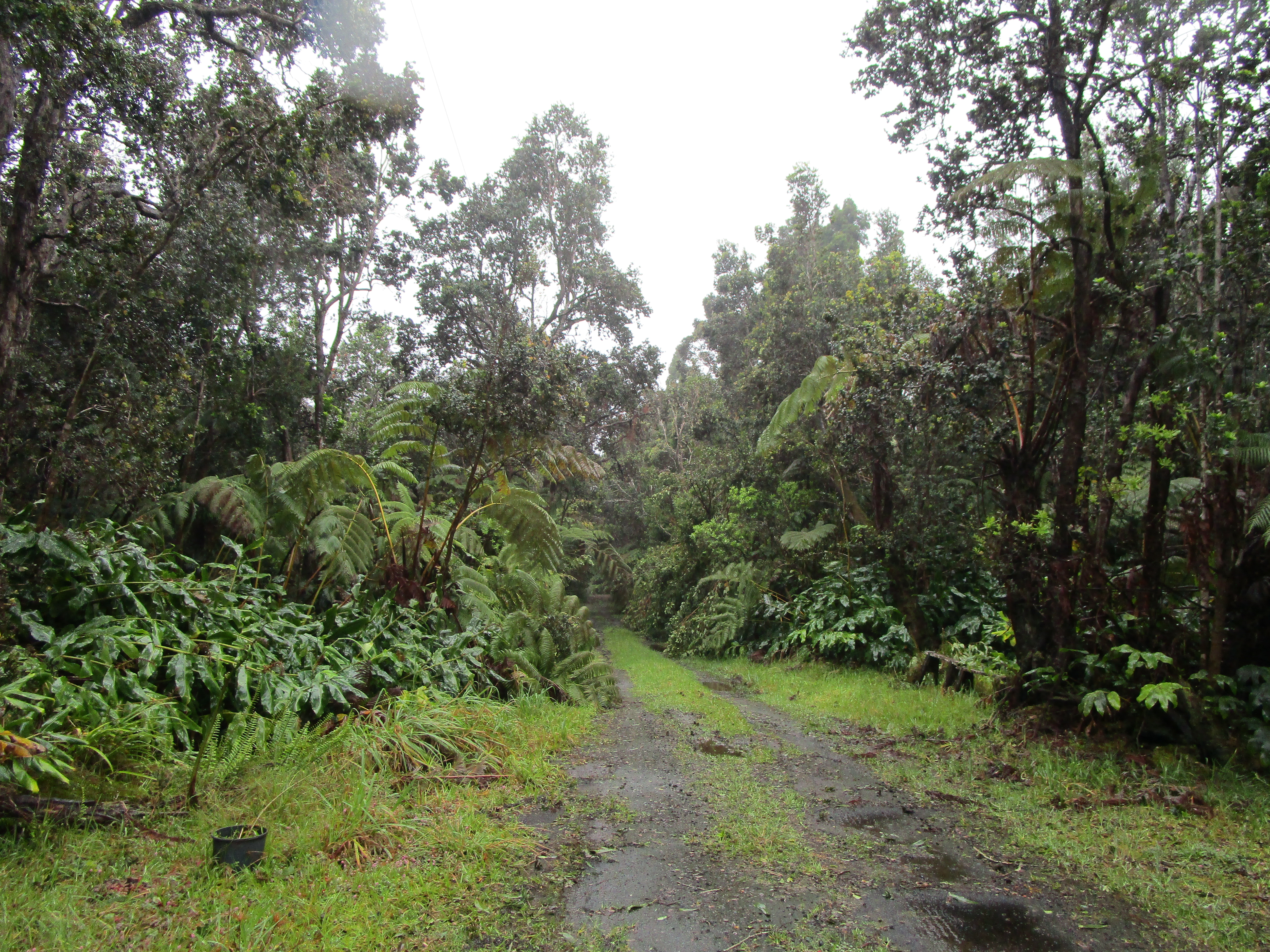 5 Lot Volcano, HI 96785 - Photo 5 of 5 a view of a lush green forest
