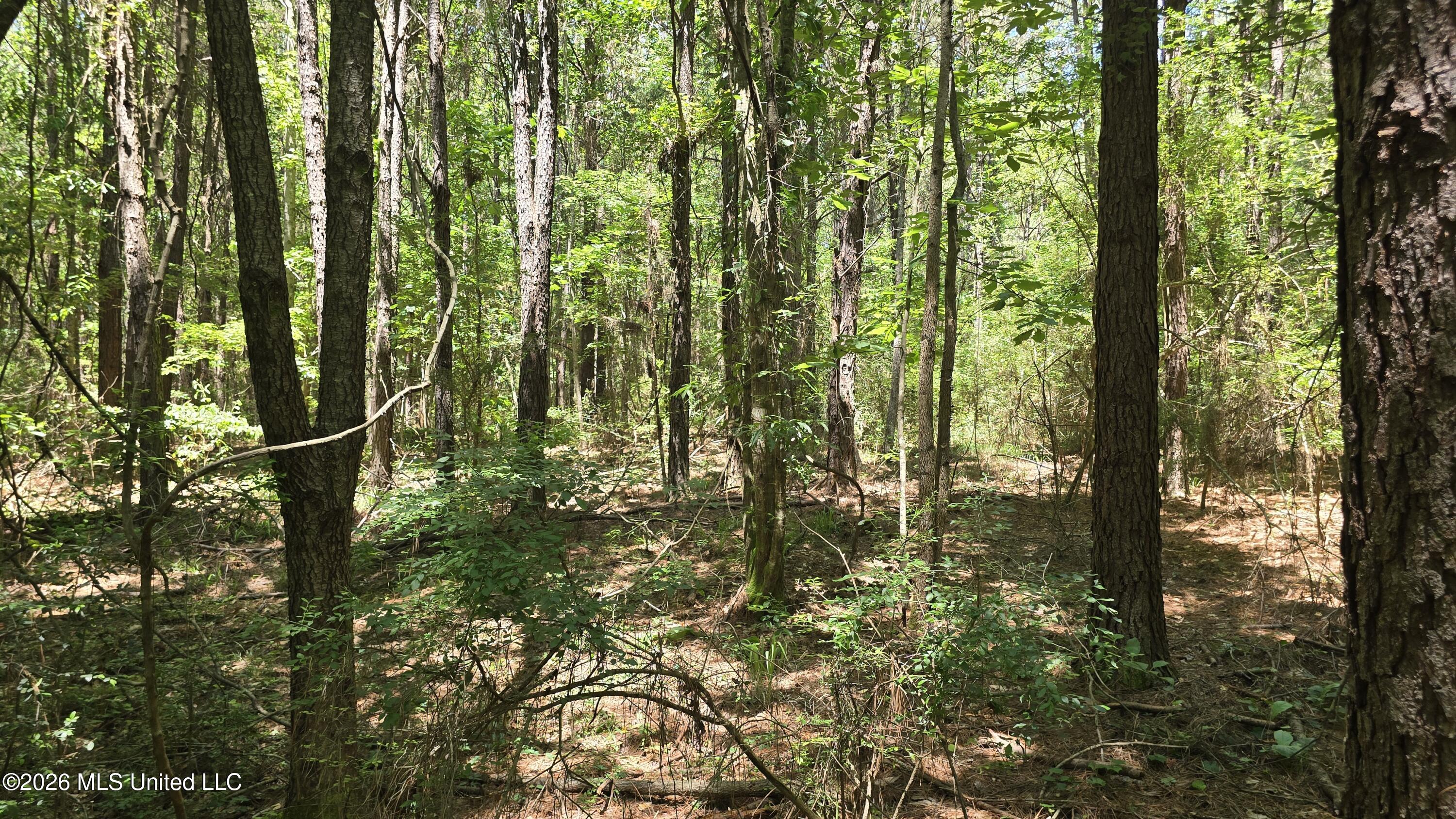 189 Co Road Bay Springs, MS 39422 - Photo 42 of 61 20260513_120755