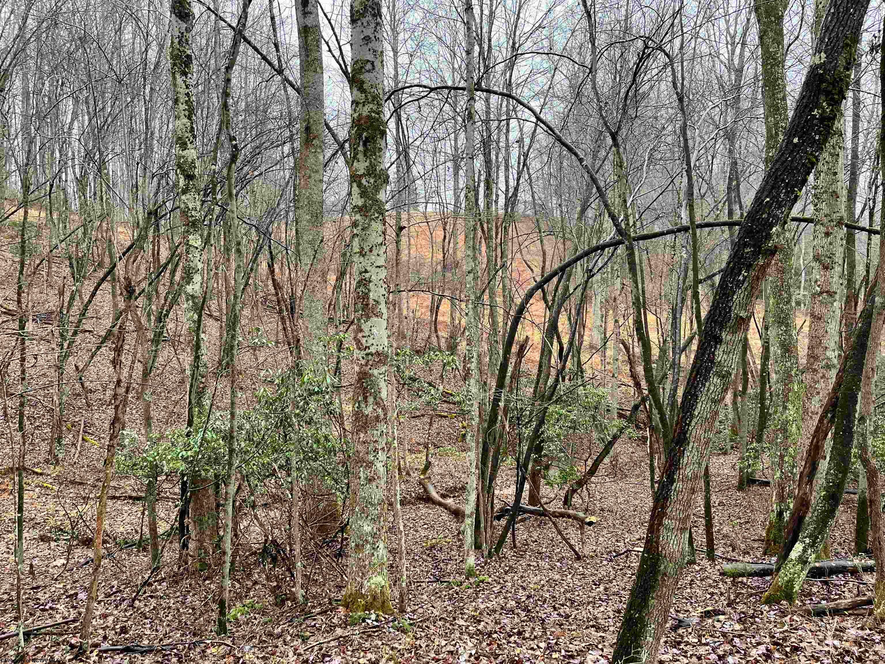 9179 Alexander Road French Creek, WV 26218 - Photo 43 of 50 Gallery Image 43