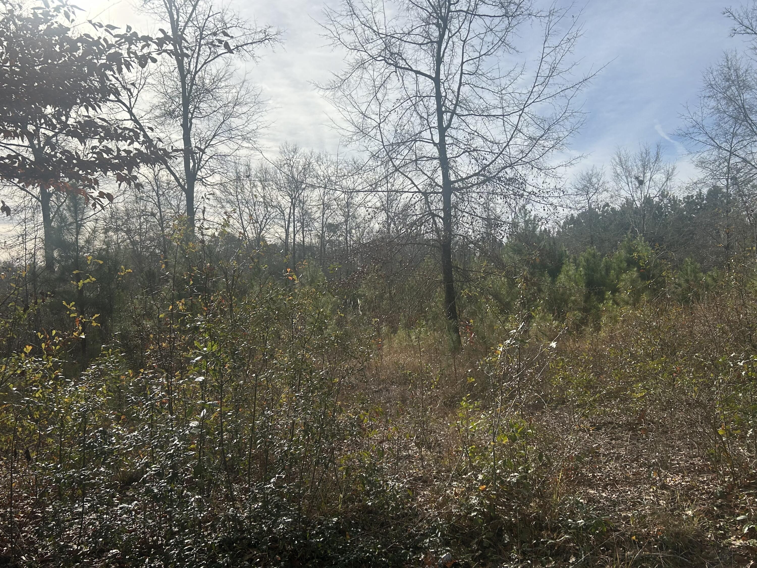 1 Old Jacksonboro Road Ravenel, SC 29470 - Photo 3 of 4 IMG_4285