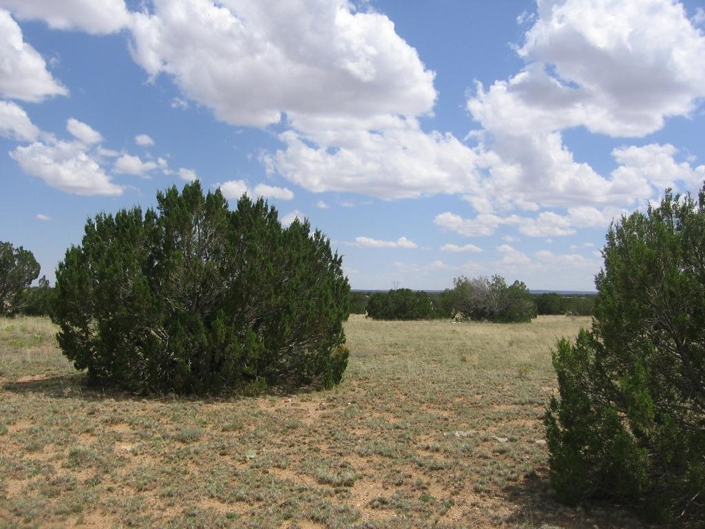 29 T15n R16e:se4 Ne4 Heber, AZ 85928 - Photo 13 of 15