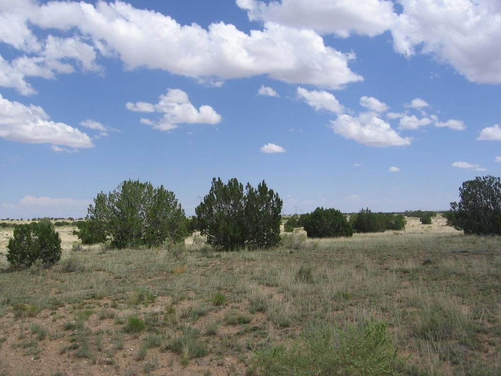 29 T15n R16e:se4 Ne4 Heber, AZ 85928 - Photo 14 of 15