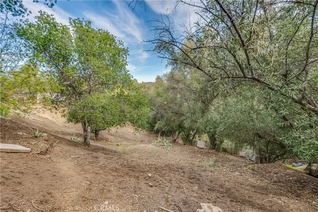 a view of a forest with trees in the background