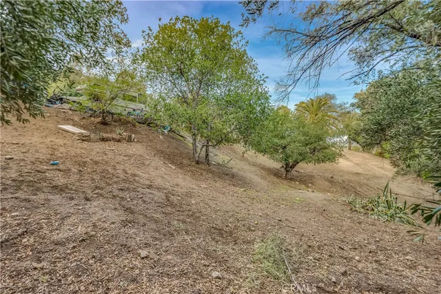 a view of a forest with trees in the background