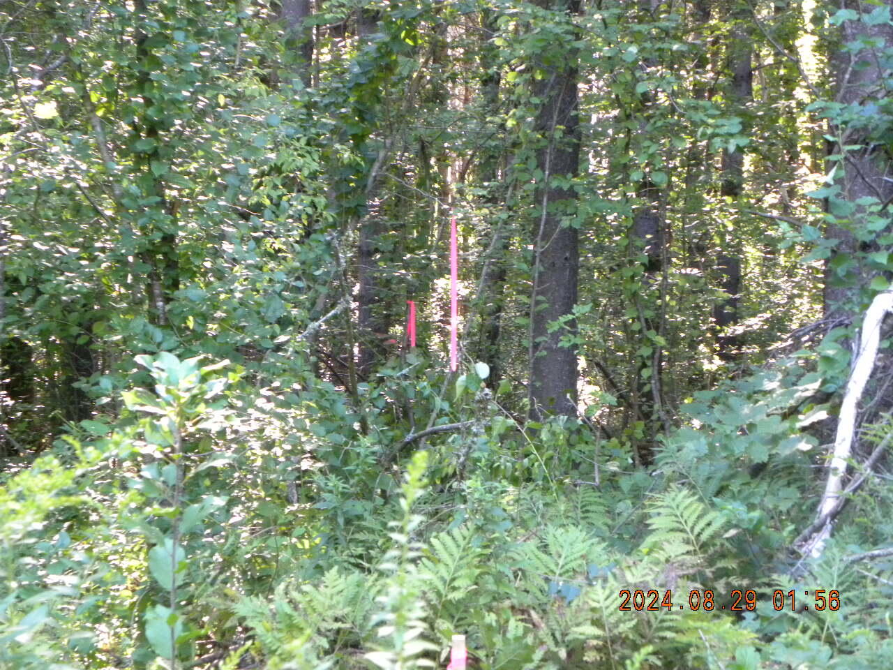 Lot A Bernier Road Sanford, ME 04073 - Photo 12 of 19 DSCN9239