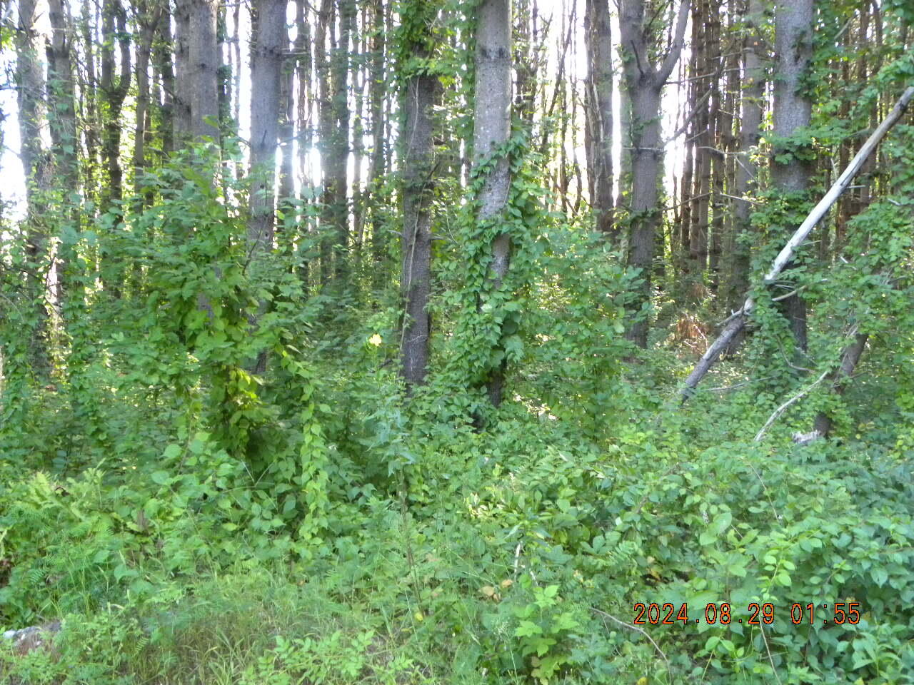Lot A Bernier Road Sanford, ME 04073 - Photo 9 of 19 DSCN9236