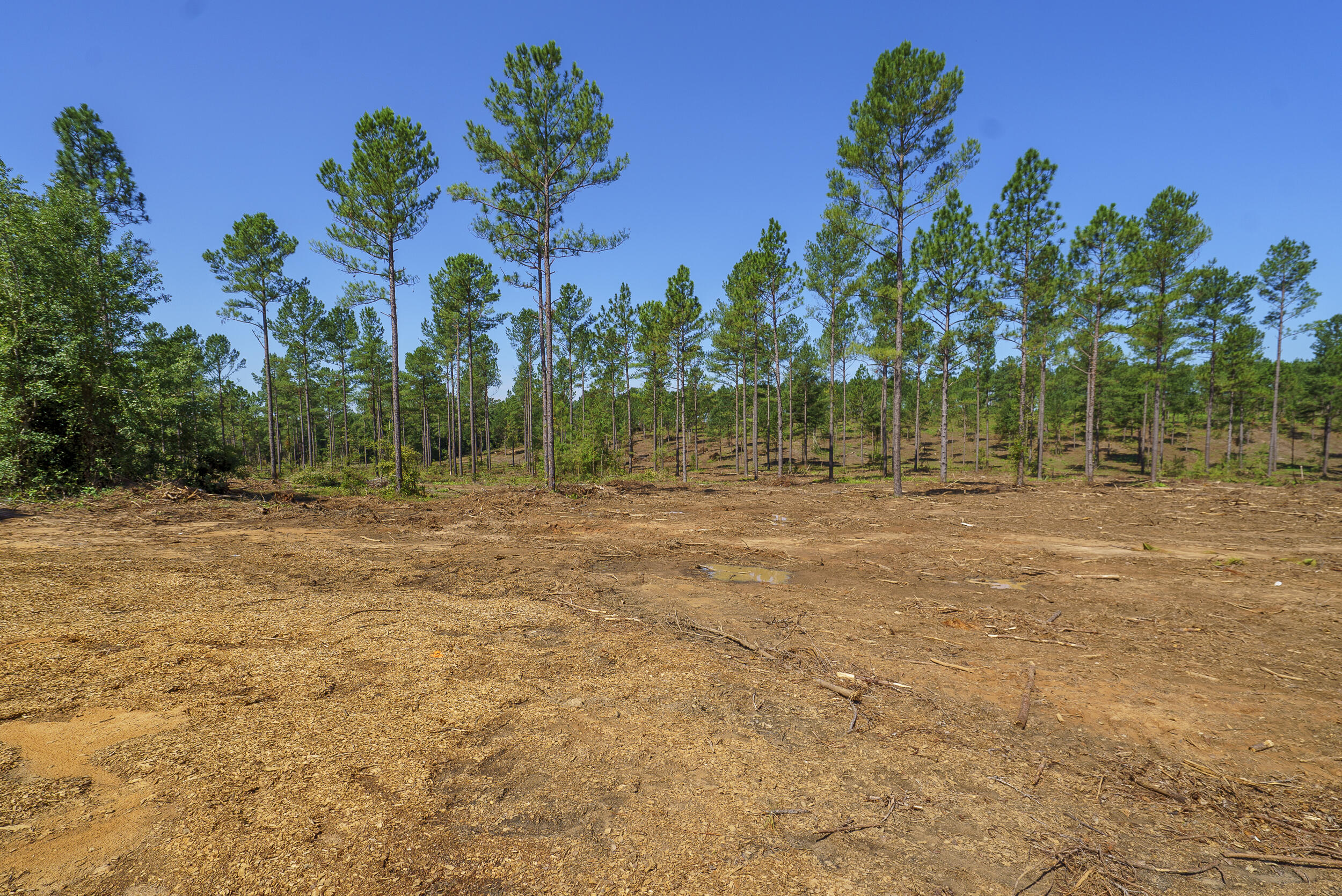 Lot 2 Bluffwood Road Wagener, SC 29164 - Photo 4 of 9
