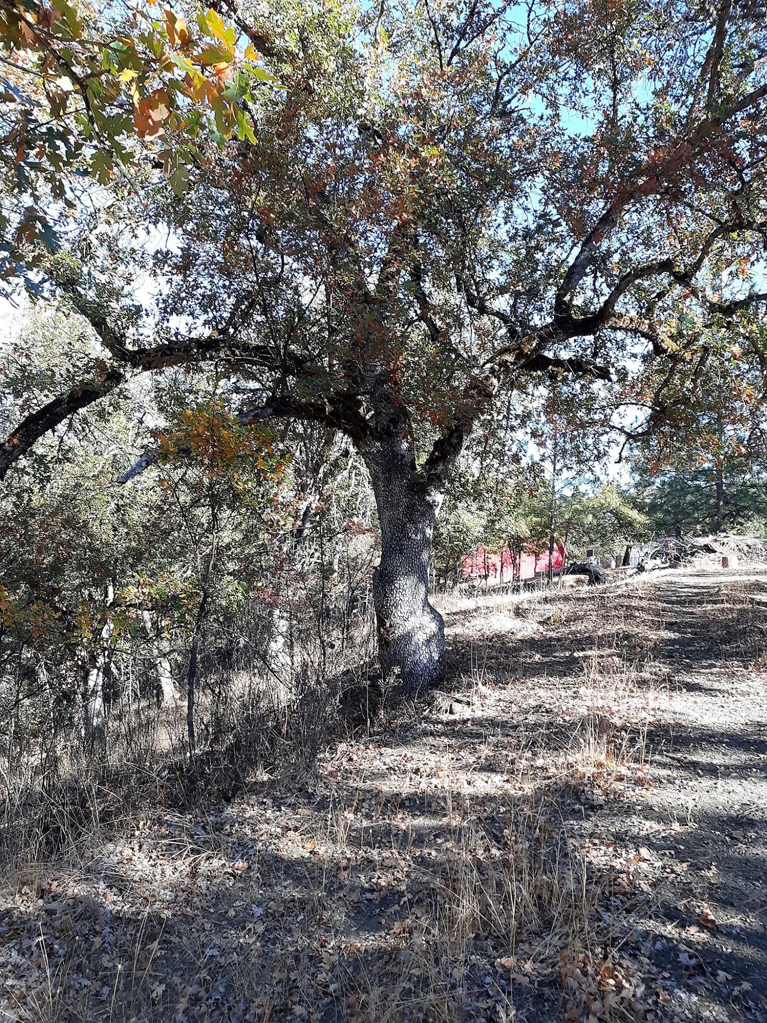 301 Goose Ranch Road Lewiston, CA 96052 - Photo 20 of 33 122892855_10219566829215125_646511907366