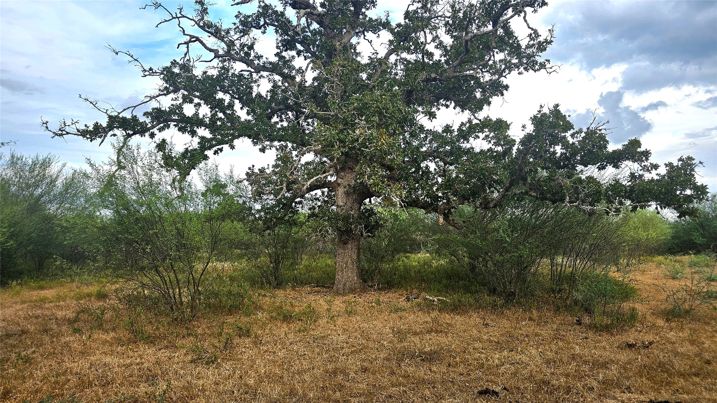 11346 East Ueckert Road Bellville, TX 77418 - Photo 6 of 7 a view of a forest filled with trees