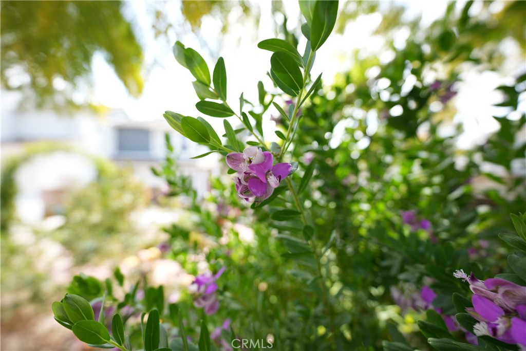 24405 Derian Drive Newhall, CA 91321 - Photo 37 of 44 a view of a tree