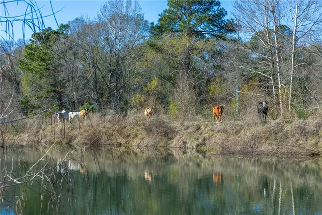 a view of a lush green forest with lots of trees