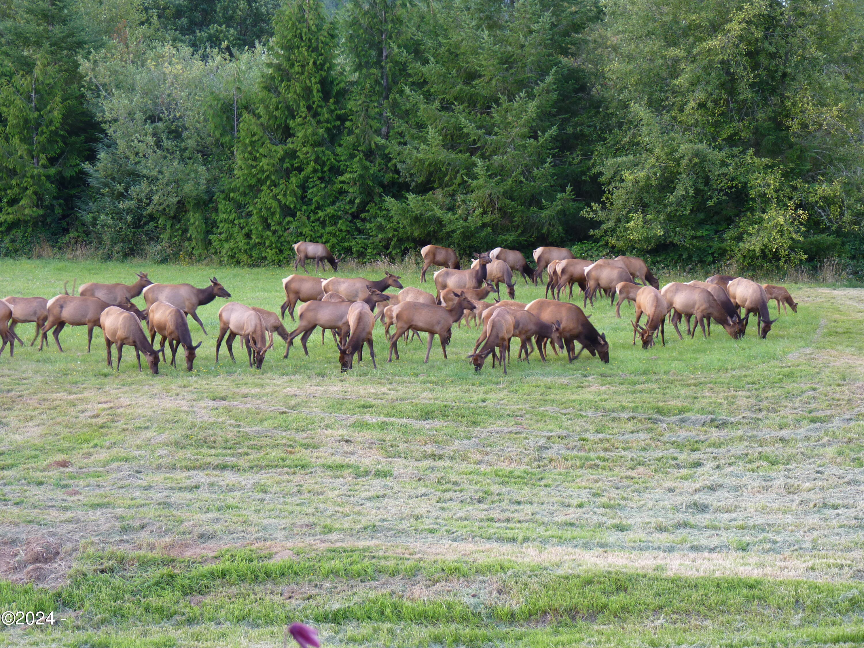 540 Big Rock Creek Road Blodgett, OR 97326 - Photo 46 of 54 Visiting Elk