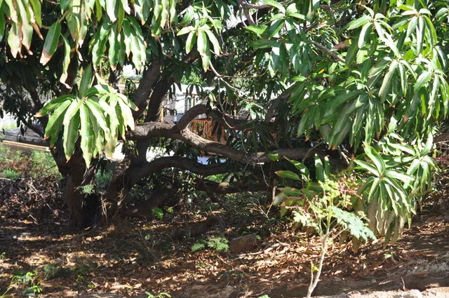 $680,000 | 434 Kea Street, Kahului, HI 96732