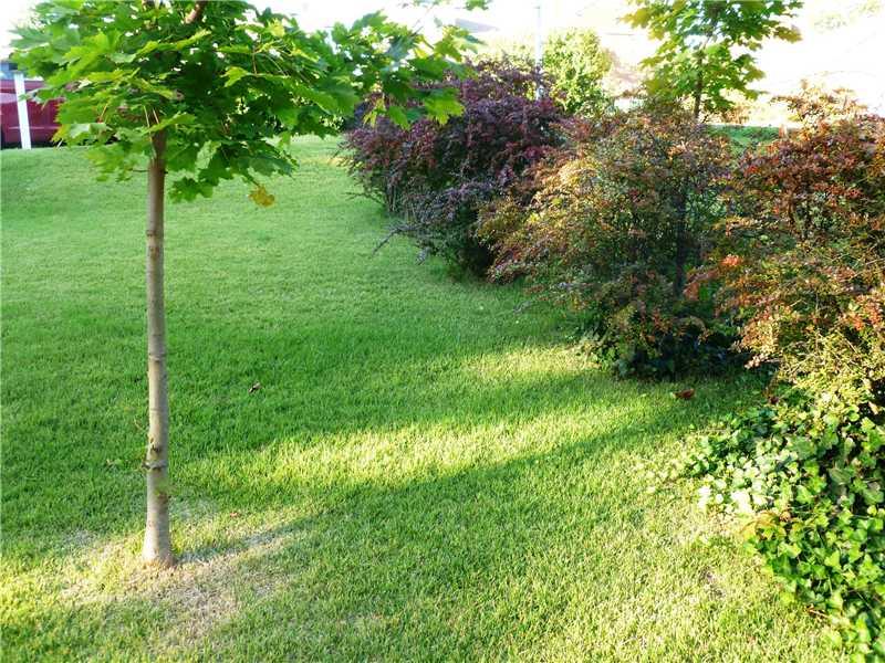543 Ridge Road Ambridge, PA 15003 - Photo 6 of 23 Yard/Garden. Back yard - Nice shrubs and trees