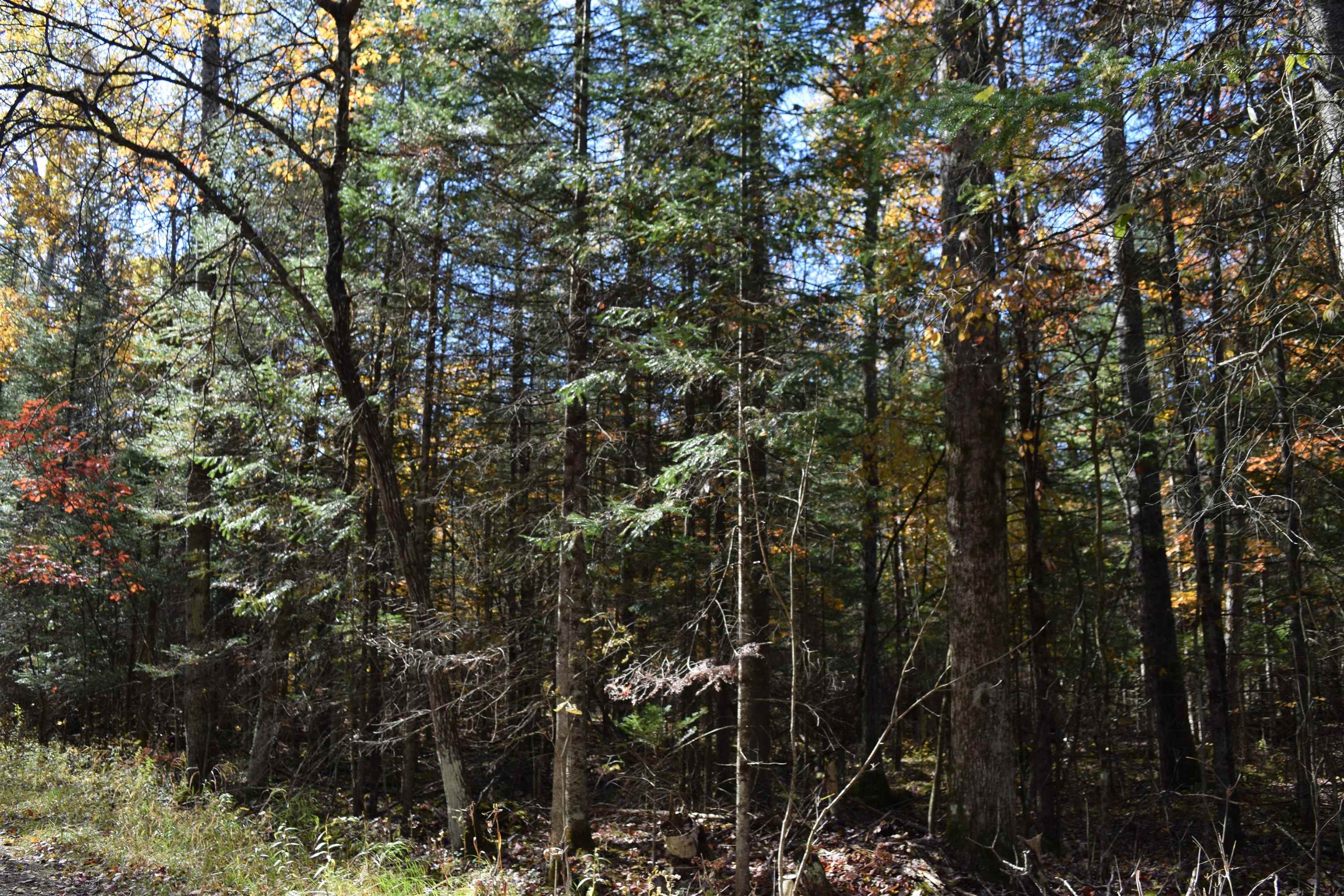 Stillwagon Road Gladwin, MI 48624 - Photo 14 of 15 Gallery Image 14