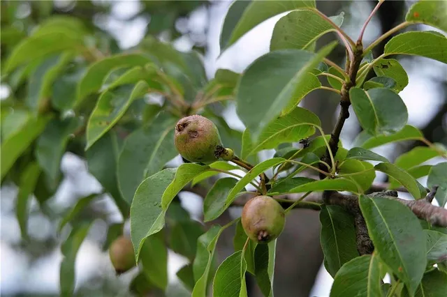 $300,000 | 510 Northwest 100th Street, Spickard, MO 64679