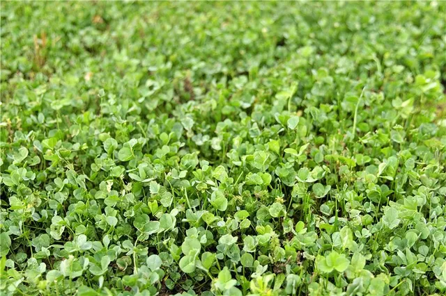 $300,000 | 510 Northwest 100th Street, Spickard, MO 64679