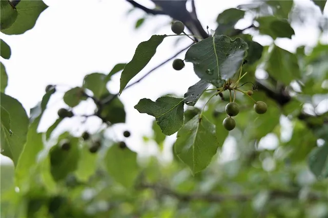 $300,000 | 510 Northwest 100th Street, Spickard, MO 64679