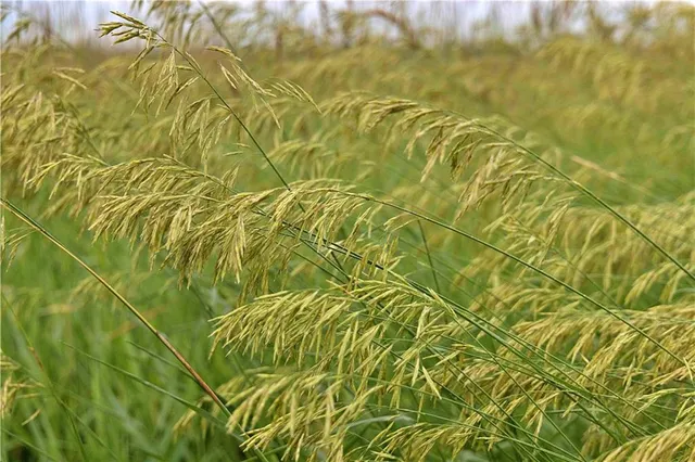 $300,000 | 510 Northwest 100th Street, Spickard, MO 64679