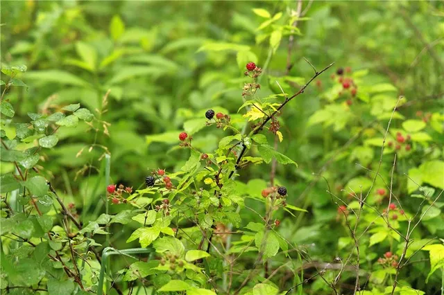 $300,000 | 510 Northwest 100th Street, Spickard, MO 64679