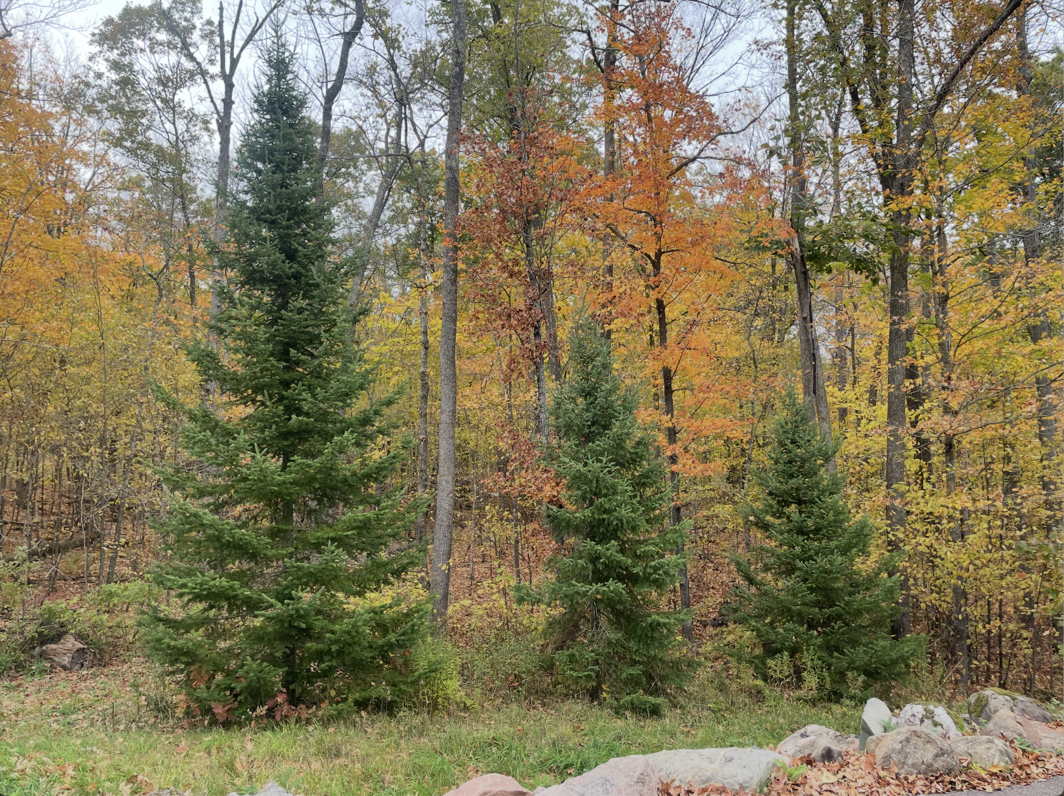 656 North Hickory Ridge Trail Exeland, WI 54835 - Photo 4 of 36