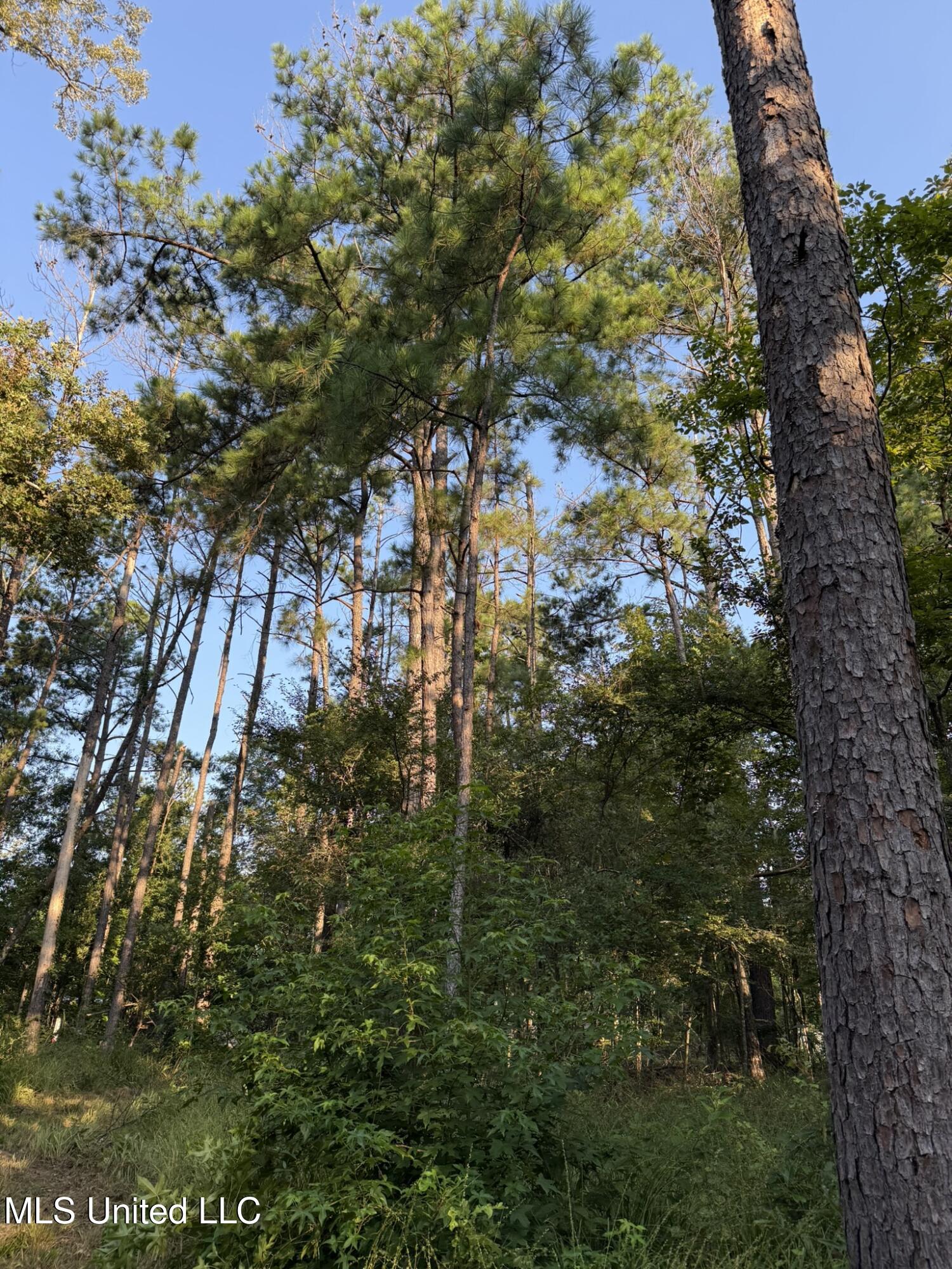 Sumrall Road Crystal Springs, MS 39059 - Photo 8 of 11 IMG_9511