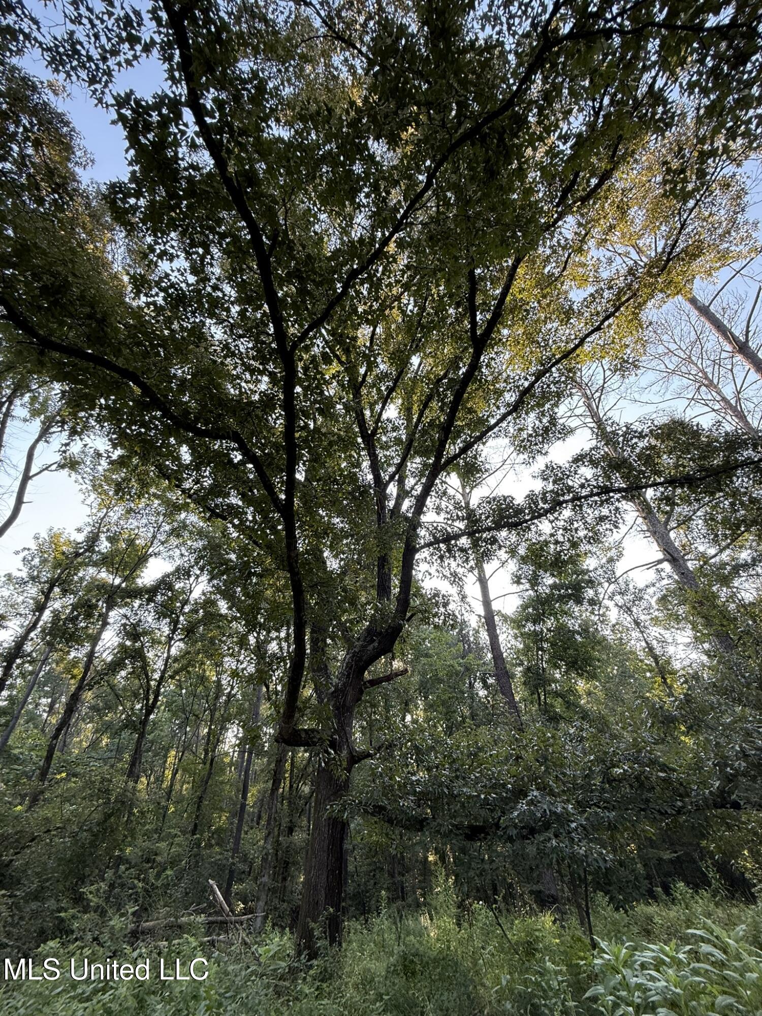 Sumrall Road Crystal Springs, MS 39059 - Photo 9 of 11 IMG_9515
